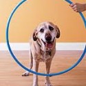 teach old dogs new tricks