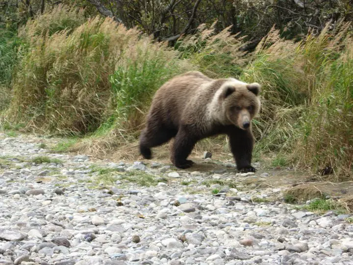 outdoor-channel-alaska-adventure-trip-winner-bear-cub