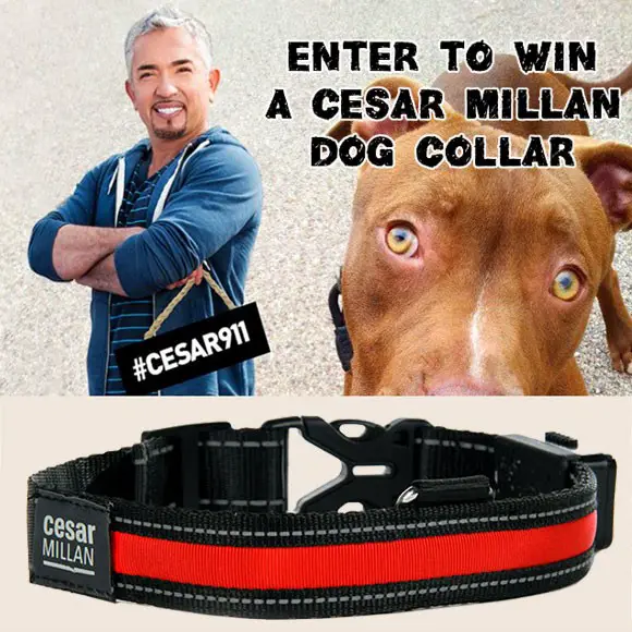 Cesar Millan LED Solar dog collar