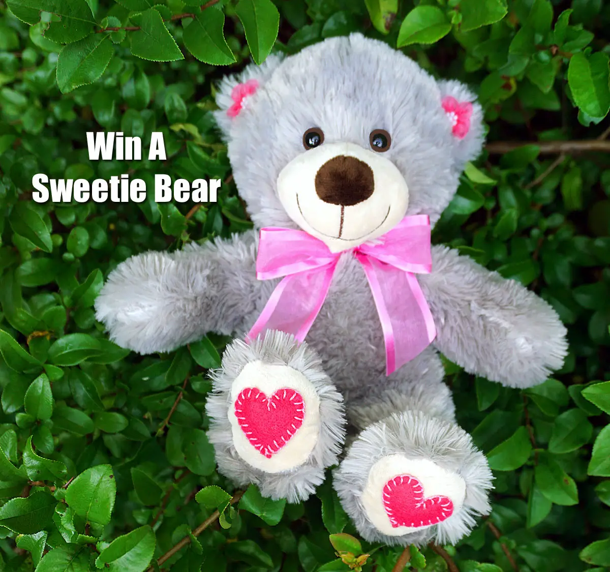 Enter to win a Sweetie Bear