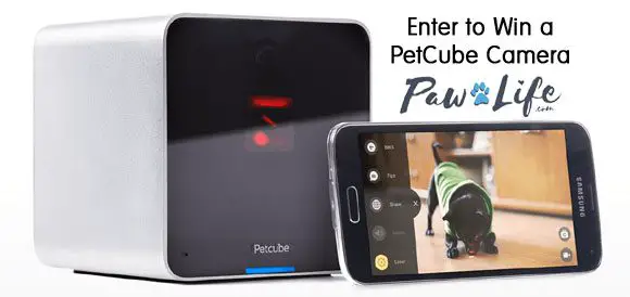 Win a PetCube Cameara from PawLife.com