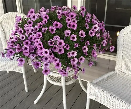 Cool Wave Pansies