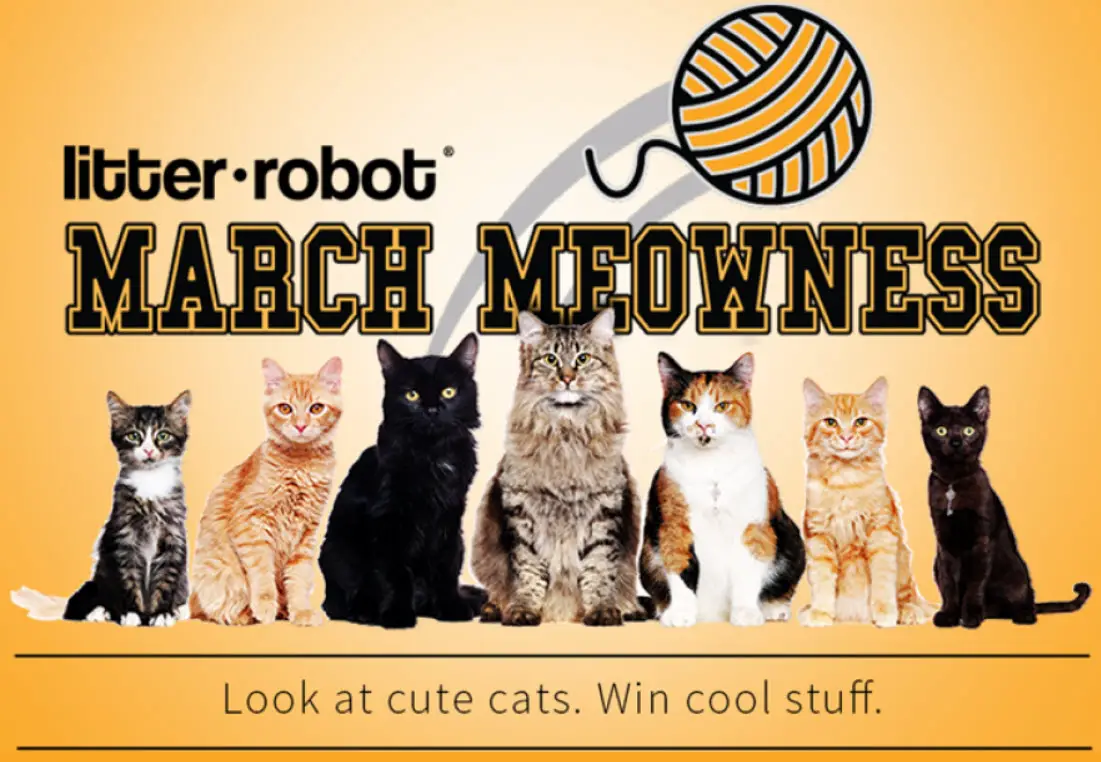Look at cute cats. Win cool stuff. Enter your predictions by selecting the team you think will win in each kitty matchup. There will be over $1,900 in Litter-Robot prizes!