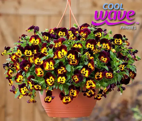 It's almost Spring so that means it's time for Free flowers from Wave Petunias - 25 randomly selected Wave Fans will win the a box of 12 Wave Petunias. 