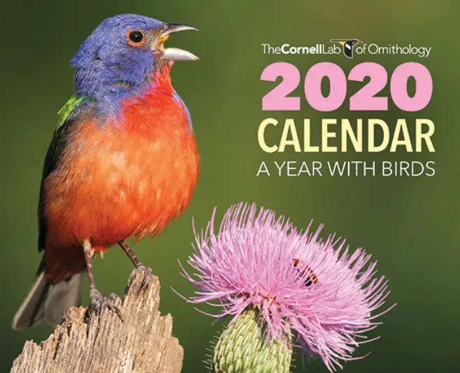 FREE 2020 Cornell Lab A Year with Birds Calendar