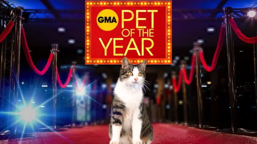 GMA Pet of the Year Contest