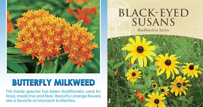 FREE Black-Eyed Susans & Butterfly Milkweed Seed Packets