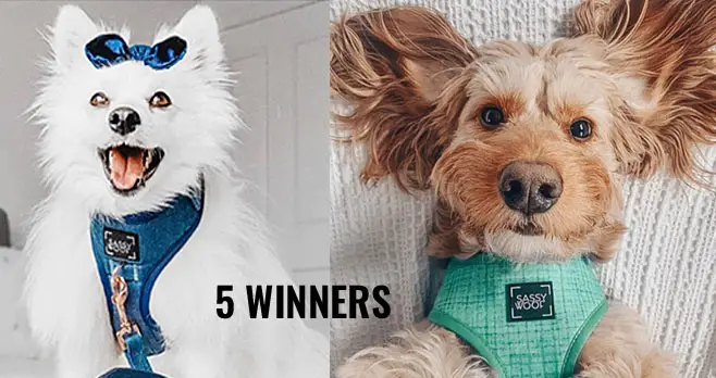 Enter for your chance to win a $50 SassyWoof.com Gift Card. Five winners will be chosen. Enter daily from March 18, - April 9 to improve your chances 