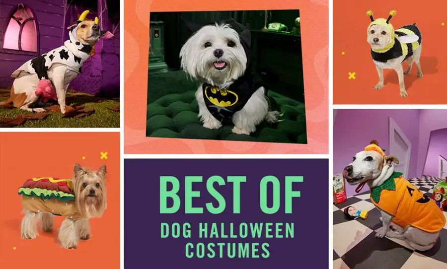 Chewy Pet Costume Party Contest - Win a Trip to Universal!