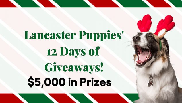 Lancaster Puppies 12 Days of Christmas Giveaway - $5,000 in Prizes