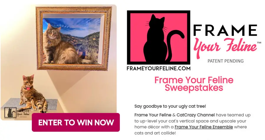 Crazy Cat Channel's Frame Your Feline Sweepstakes