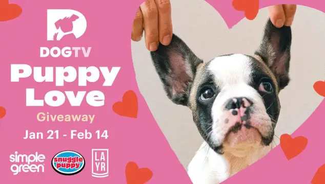 DOGTV Invites you to Switch On Love this month with their Puppy Love Giveaway! Enter now for your chance to win great prizes from DOGTV, Snuggle Puppy, Simple Green, and LAYR