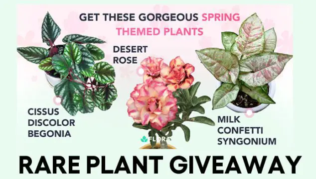 Are you a plant lover? Here's your chance to win some rare plants including a Cissus Begonia, Milk Confetti Syngonium, or Desert Rose. Top 3 winners will get a rare plant of their choosing and one year of Flora Plus (a $60 subscription to our advanced plant identification and plant diagnosis app). Top 5 winners will receive a 1-year Flora Plus subscription (worth $60). Top 10 winners will receive 6 months of Flora Plus ($40 value)!