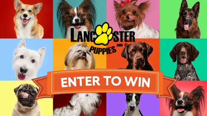 Lancaster Puppies Back to School Giveaway ($5,000 in Prizes)