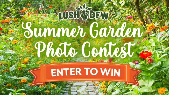 Share your fun Summer gardening experiences or idea photos for your chance to win a LUSH & DEW Summer Garden Box valued at $100. The Summer Garden Box includes: Fall/Winter Garden Variety (15-Pack), Planting Chart, Herb Grow Kit, Gardening Gloves, Gardening Container and a $15 Gift card