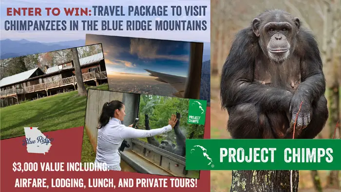 Visit Chimpanzees in the Blue Ridge Mountains with Project Chimps