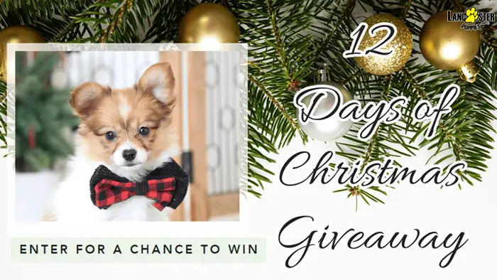 Lancaster Puppies 12 Days of Christmas (35 Prizes)