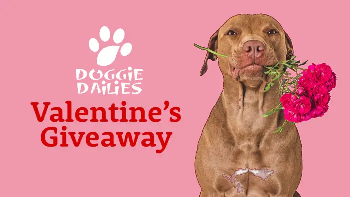 Enter for your chance to win over $300 in prizes from Doggie Dailies. Pamper your pooch with all of the essentials to keep them happy and healthy. Three lucky winners will receive a Wag Bag valued at $300!