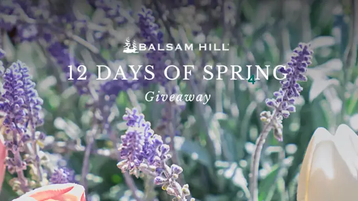 Enter Balsam Hill’s 12 Days of Spring Giveaway daily for your chance to win beautiful accents pieces for your home. Elevate your space with Balsam Hill's faux-ever florals. Daily prizes await – wreaths, garlands, and accents to prepare your home for the loveliest season. 
