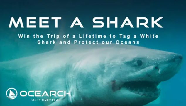 Enter for your chance to win a trip for two to participate in a Shark Expedition with OCEARCH in France, Ireland or Spain. Join the team on board the M/V OCEARCH for the unique opportunity to meet a white shark on an upcoming ocean research expedition! 