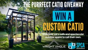 Win a Custom Catio by Wright Angle Renovations